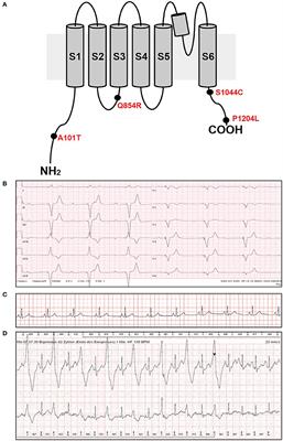 Four TRPM4 Cation Channel Mutations Found in Cardiac Conduction Diseases Lead to Altered Protein Stability